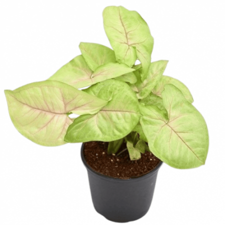 Syngonium Cream allusion, Syngonium Cream (Pink veins) - Plant