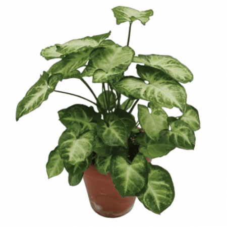 Syngonium podophyllum Mini Pixie - Plant
