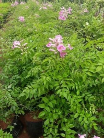 Tecoma Flower Plant Pink color