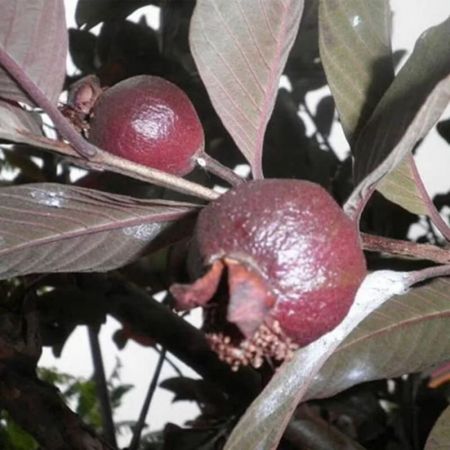 Thailand Guava Plant (Red)