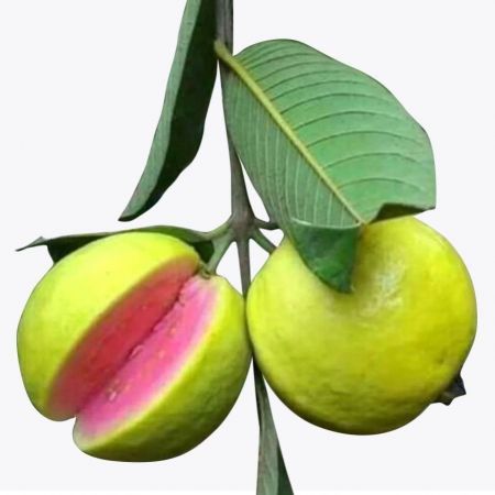 Thailand Guava Plant (Pink)