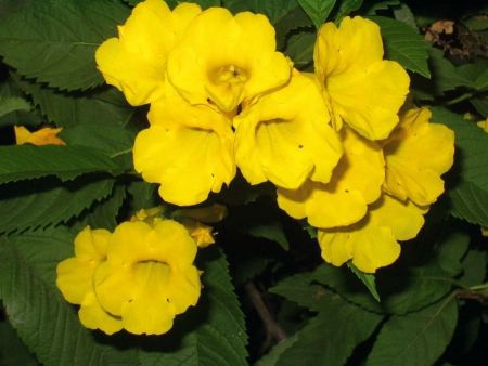 Thanga Arali Yellow Flower Plant