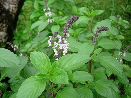 Thiruneetrupachilai Plant with nursery cover