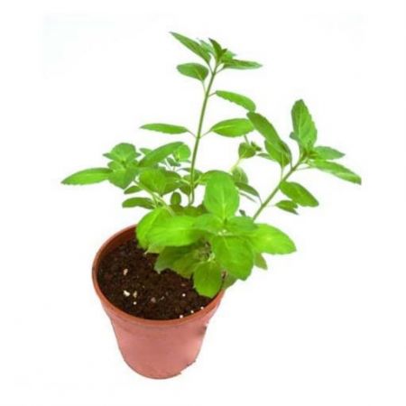Tulasi Plant White with nursery cover