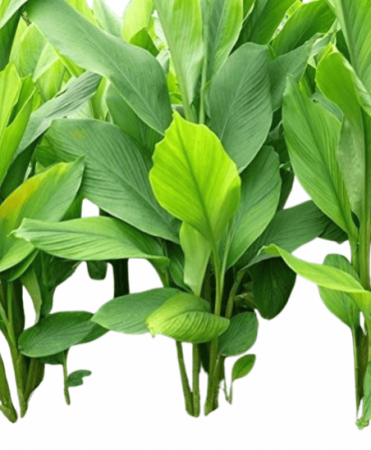Turmeric plant