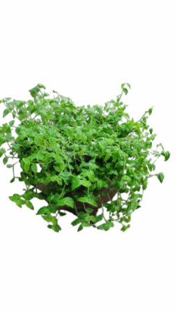 Tuertle Vine with 4 inch pot
