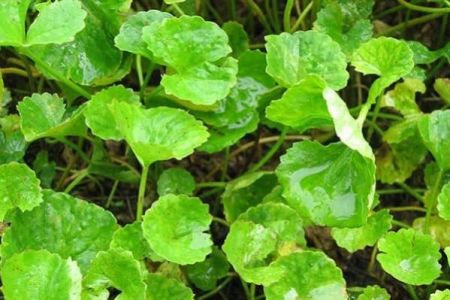 Vallarai Plant with nursery cover
