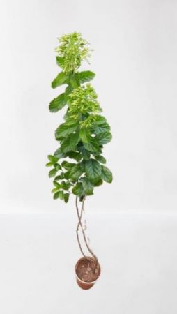 Arabian Jasmine Plant
