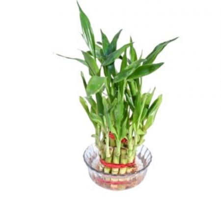 Lucky Bamboo 2 layer with Bowl