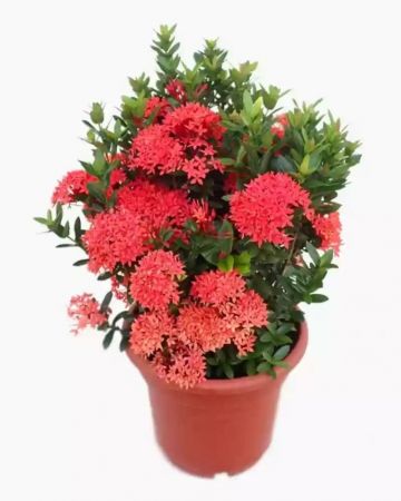 Xora FLower Plant Mini (idli poo) Red Color with nursery cover
