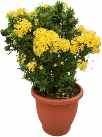 Xora Flower Plant Mini Dwarf ( idli Poo) Yellow Color with nursery cover