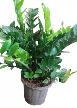 ZZ Plant Green Big Size with 10 inch pot