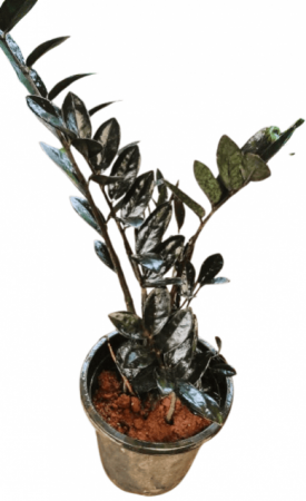 ZZ Plant Black Small Size with 4 inch pot