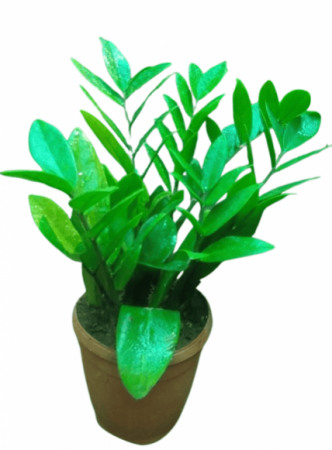 ZZ Plant Green  with 4 inch pot