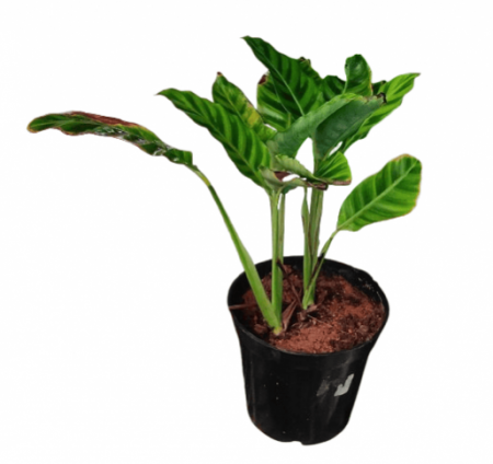Calathea Zebra with 4 inch pot