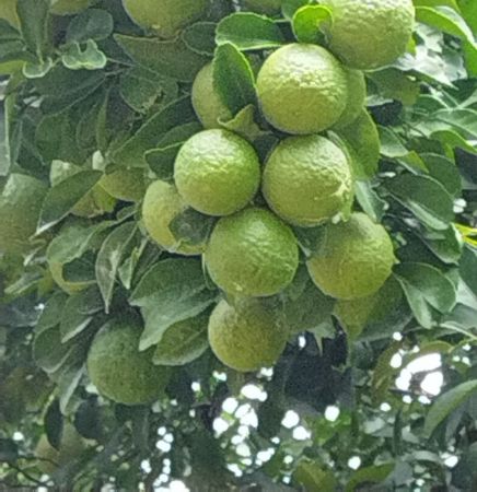 Naarthangai Plant with nursery cover