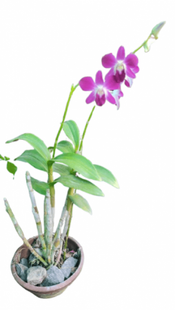 Orchid Plant Purple