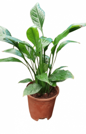 Peace Lily Plant mini