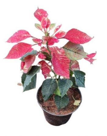 PoinsettiaJingleBells Shade Plant with 4inch pot