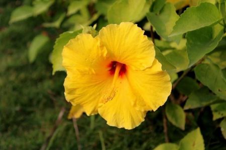 Hibiscus Hawaiian Flower Plant with nursery cover